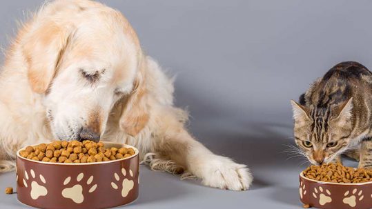 Hond en kat eten brokken uit een voerbak