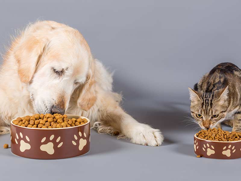 Hond en kat eten brokken uit een voerbak