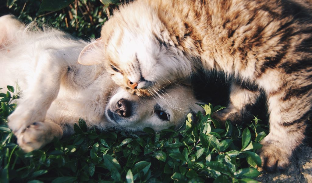 Frank's Pro Gold 2 Hond en kat liggen samen in het gras