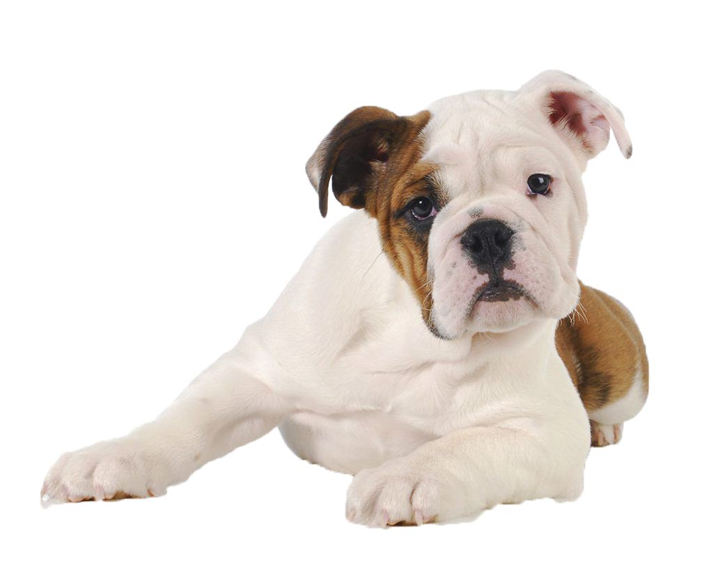 Bulldog puppy ligt op de grond