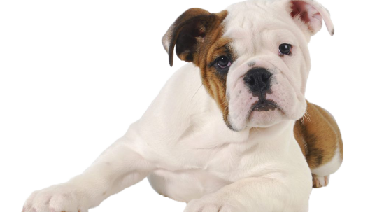 Bulldog puppy