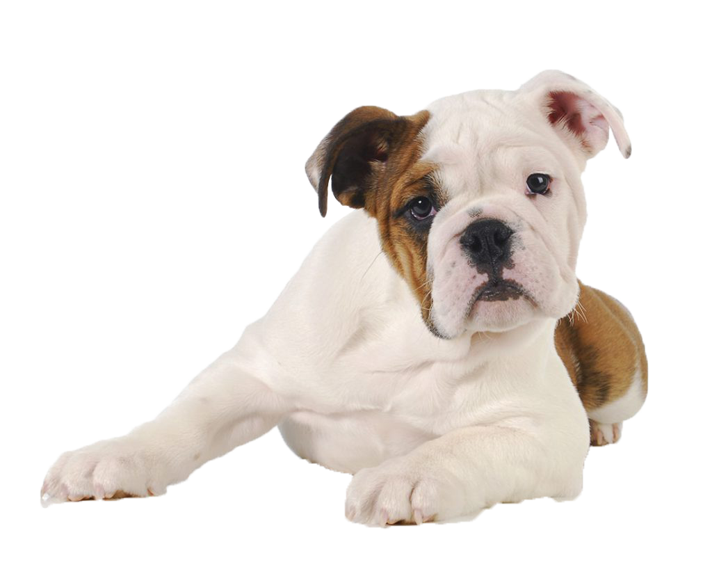 Bulldog puppy