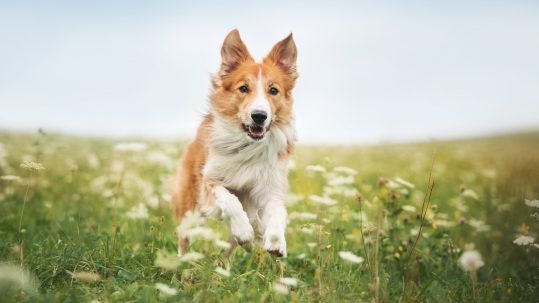 Border collie rent door een bloemenweide