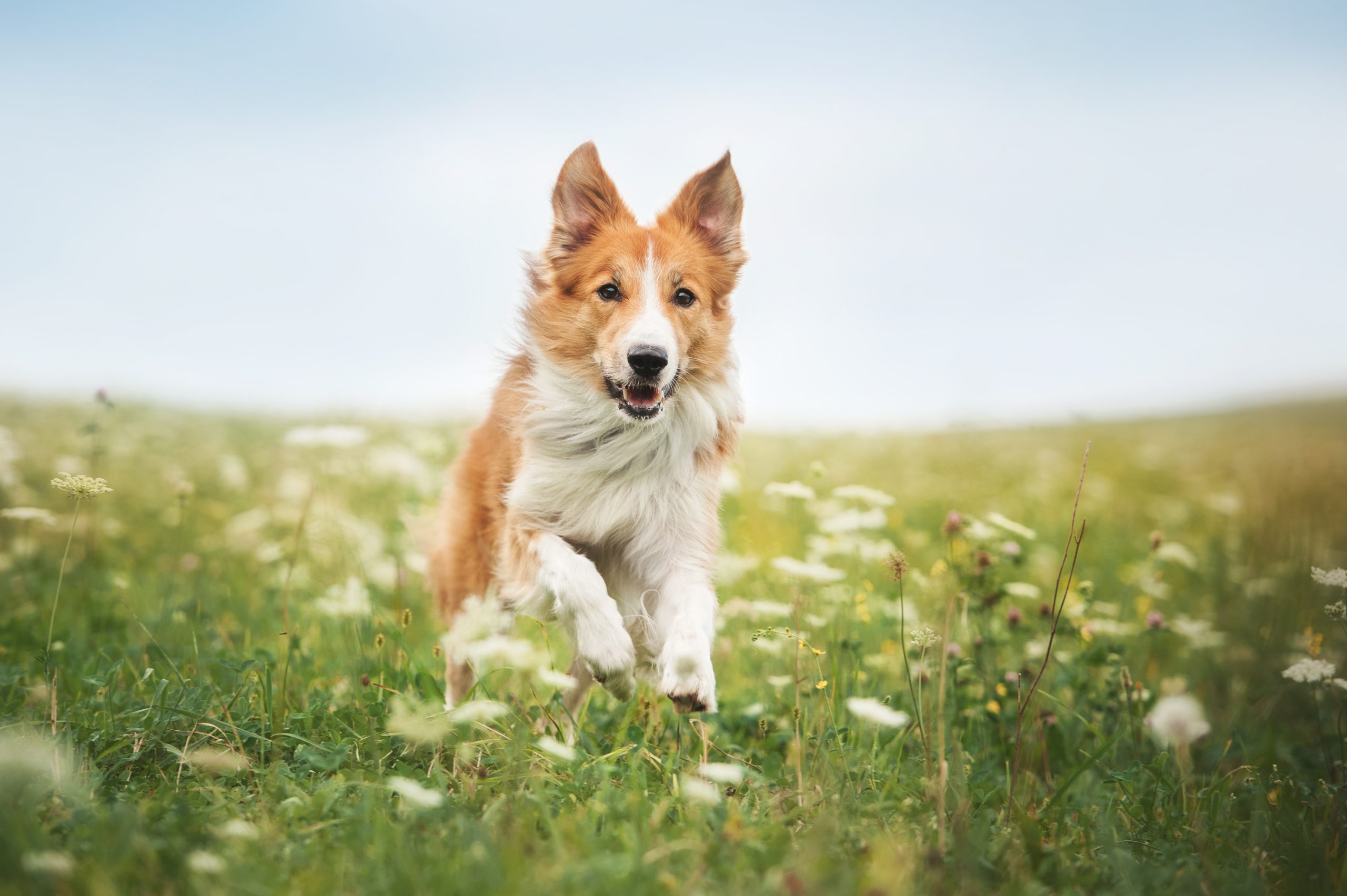 Border collie rent door een bloemenweide