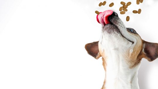 Hond likt zijn snuit terwijl er brokken vallen