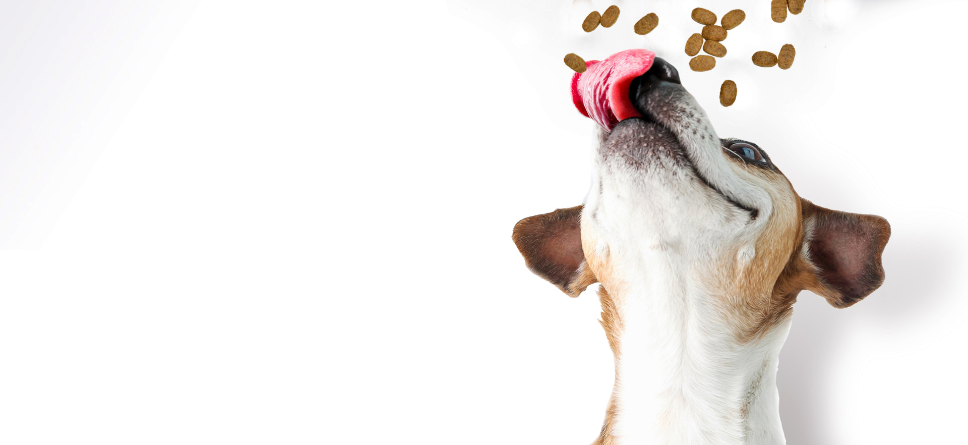 Hond likt zijn snuit terwijl er brokken vallen